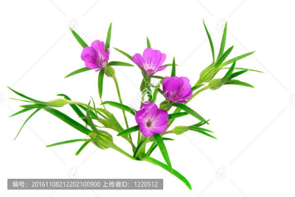 麥仙翁在白色背景