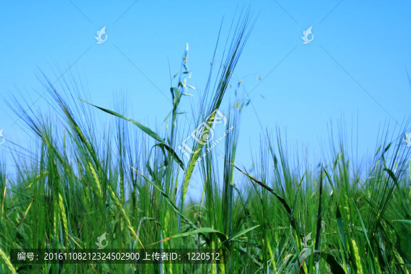 因?yàn)椴莸厣戏N植黑麥