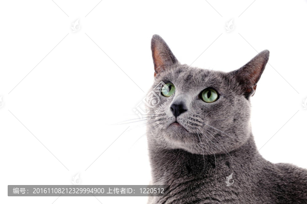 一只美麗的貓的肖像