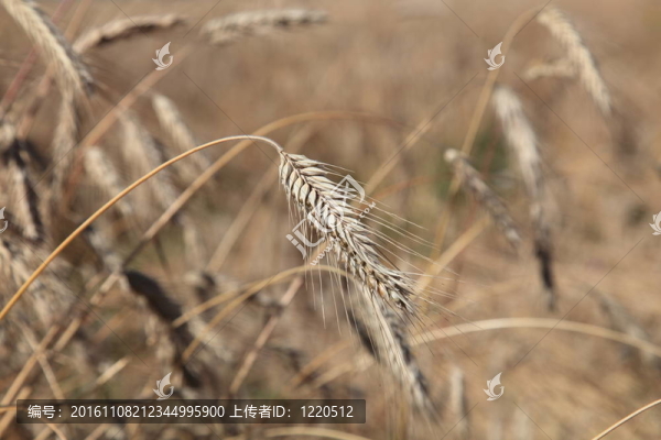 玉米在田野里成熟了