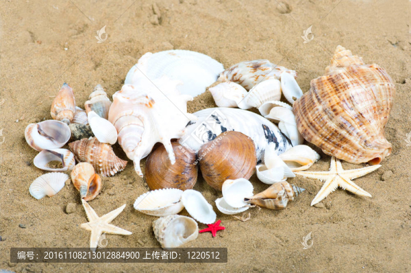 沙灘海洋生物群