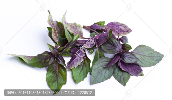 巴茲爾孤立在白色背景