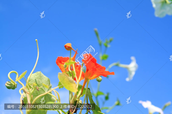 藍(lán)色背景上的夏天flowerses