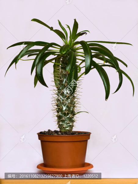室內(nèi)植物的沙漠詩麗吉王后