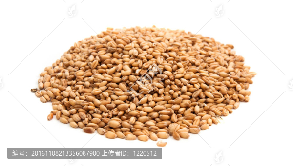 小麥籽粒
