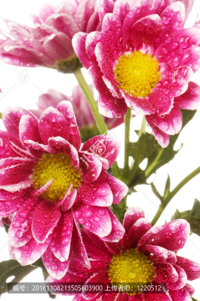 白背景菊花