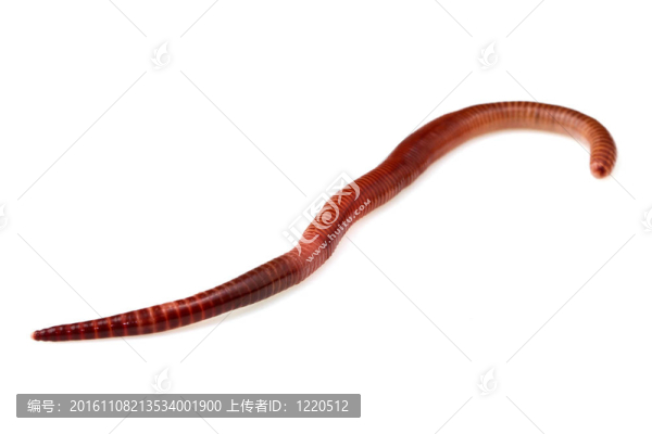 蚯蚓