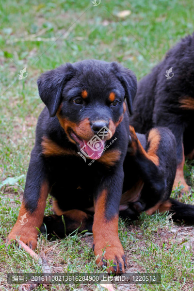 羅威納幼犬