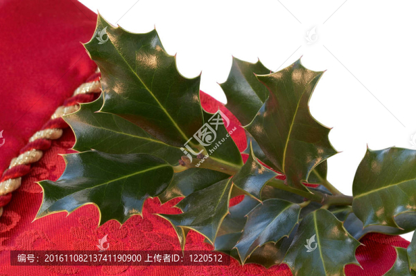 紅襪；綠冬青