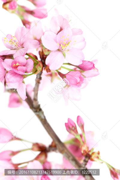 開花的樹