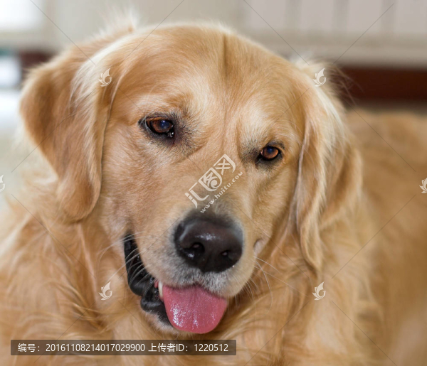 金毛獵犬