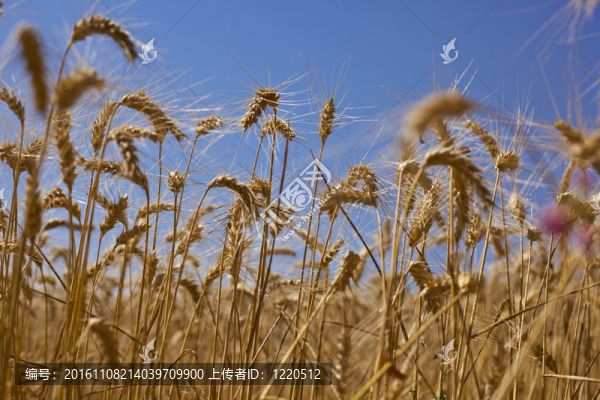 小麥田