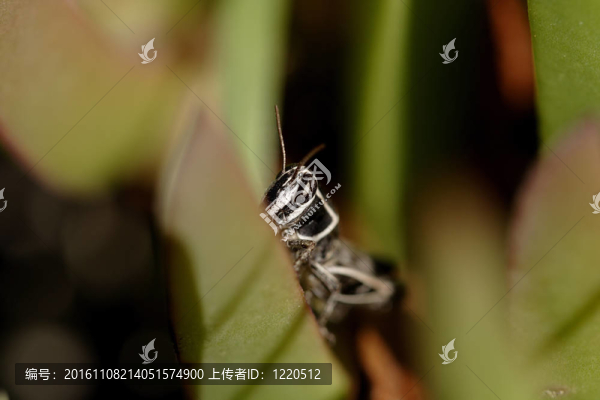 隱藏的蝗蟲
