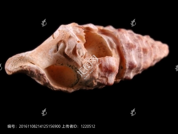 蝸牛