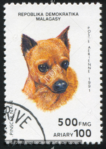 迷你杜賓犬