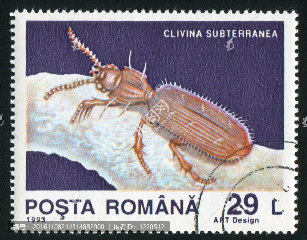 clivina,subterranea