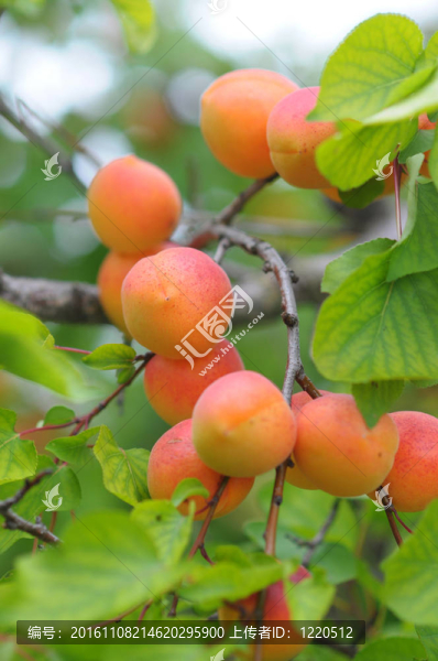 食桃