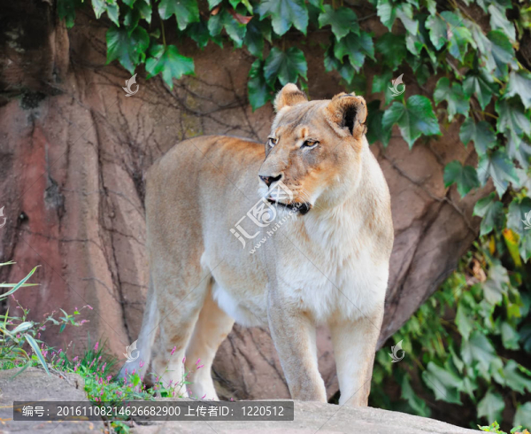 芝加哥動物園