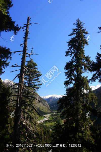 貝拉米夏季山峰