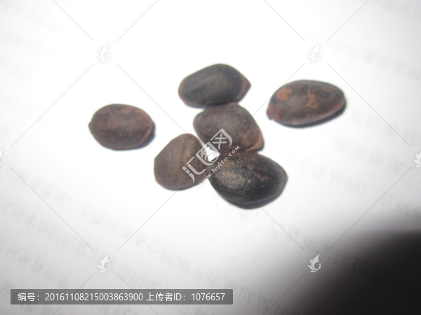 松樹(shù)籽