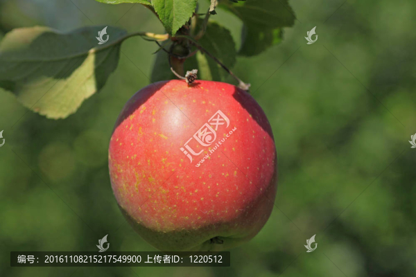 日本蘋果