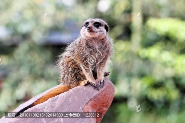 一個(gè)meercat（項(xiàng)目Suricata,suricatta）