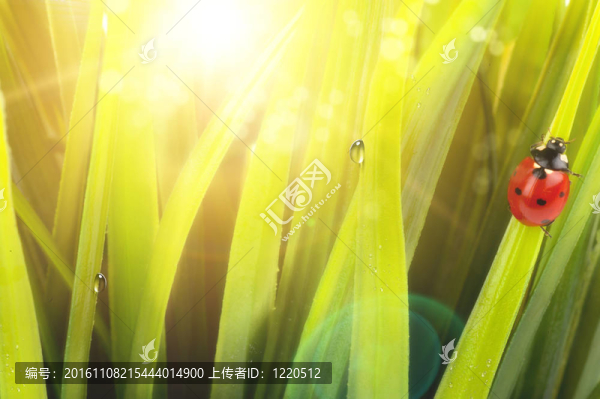 早晨的陽(yáng)光