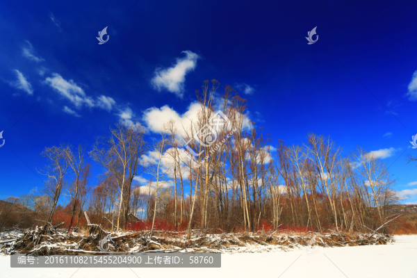 雪原紅柳風(fēng)景