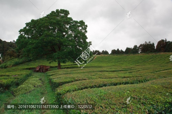 茶田