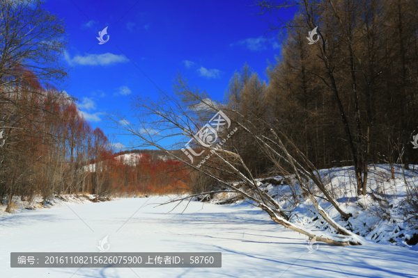雪原紅柳風(fēng)景