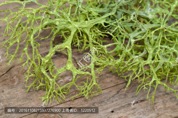 木質(zhì)基材上綠色西班牙苔蘚的特寫