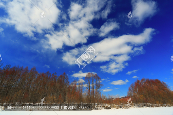 雪原紅柳