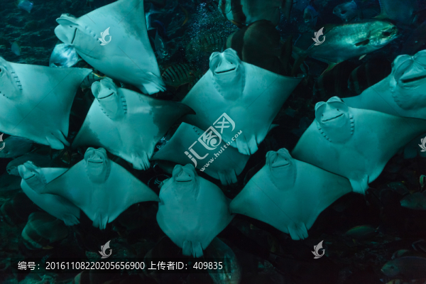魟魚(yú)