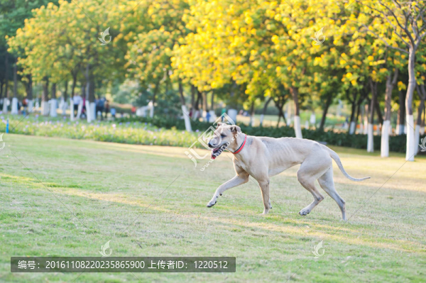 狗跑