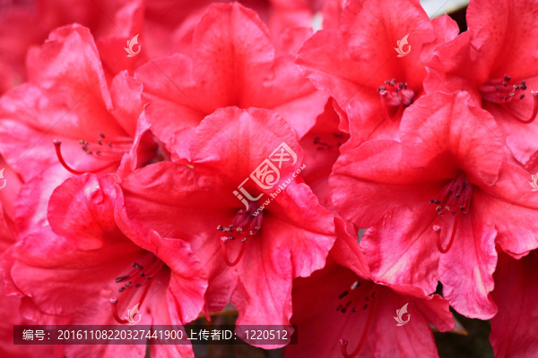 紅色的杜鵑花