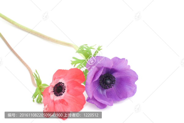 銀蓮花