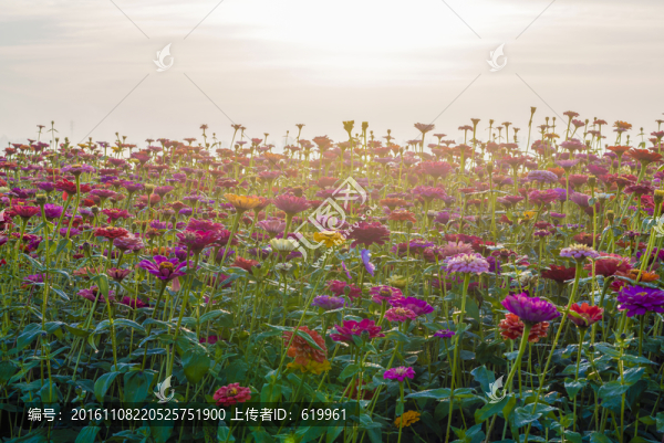 花叢花海