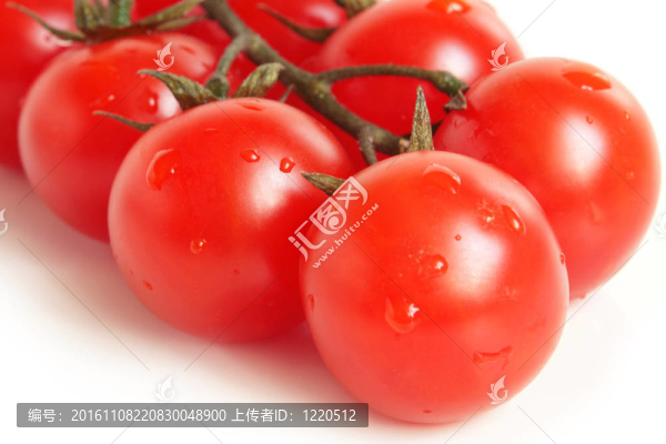 櫻桃番茄覆蓋滴