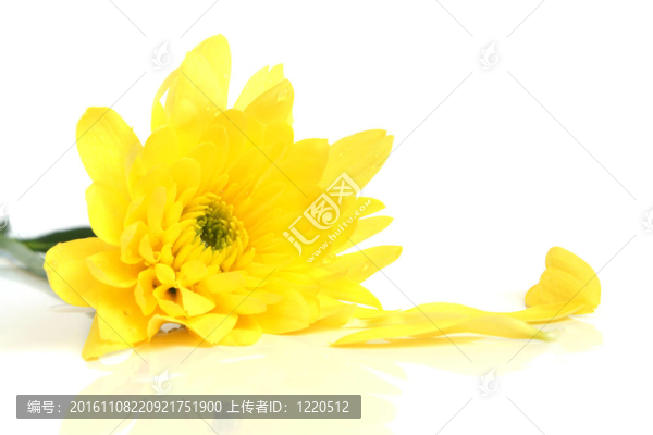 黃色的花的特寫(xiě)