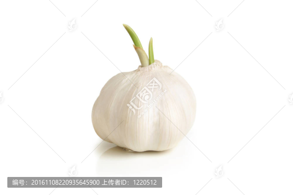 蒜頭