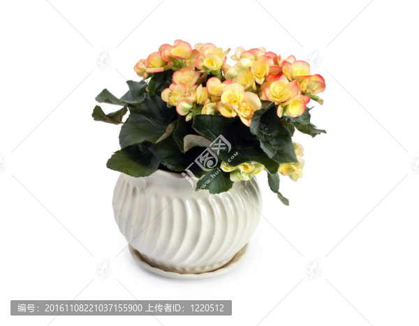 海棠花盆