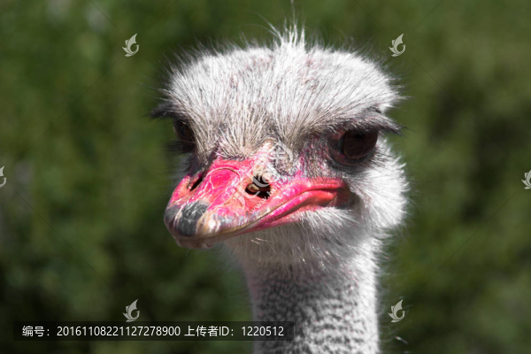 鴕鳥
