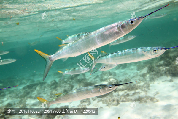 巴勞的魚