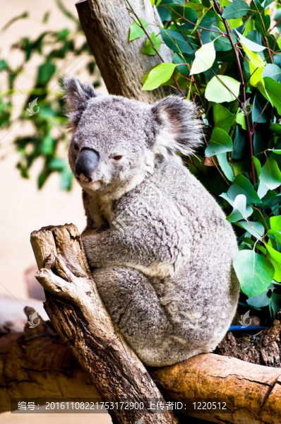 Koala休息