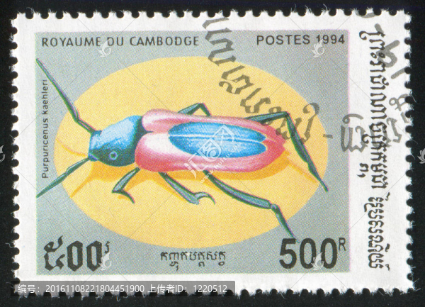 purpuricenus,kaehleri