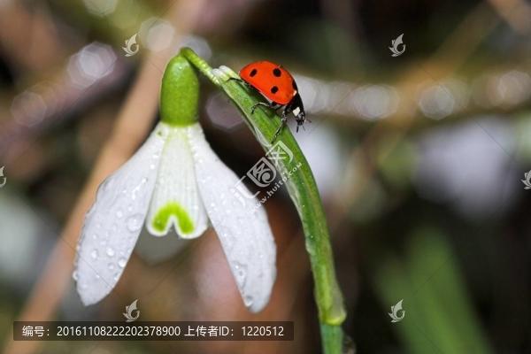 瓢蟲在雪花蓮