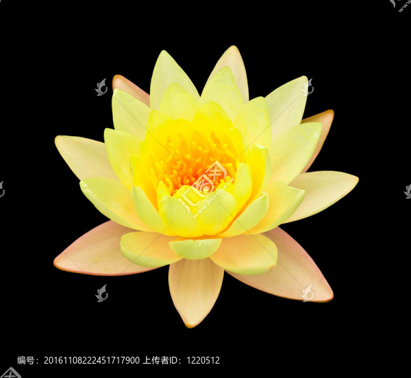 黃色的荷花孤立