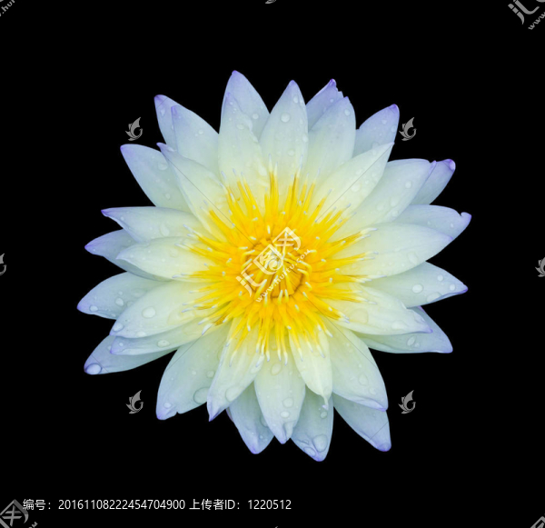 淡藍(lán)蓮