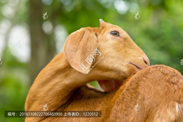 肖像的山羊