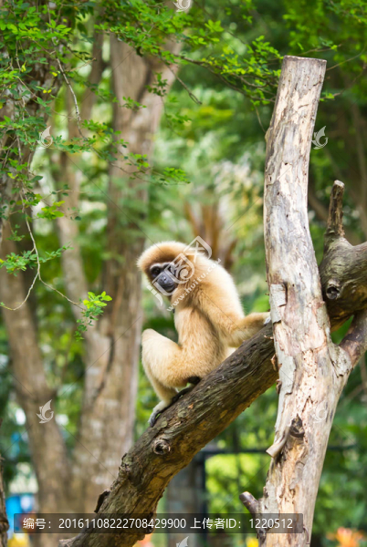 白掌長臂猿或Lar,Gibbon